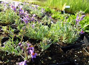 Lnice alpská - Linaria alpina