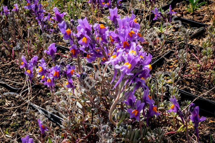 Lnice alpská - Linaria alpina