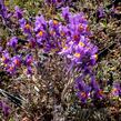 Lnice alpská - Linaria alpina