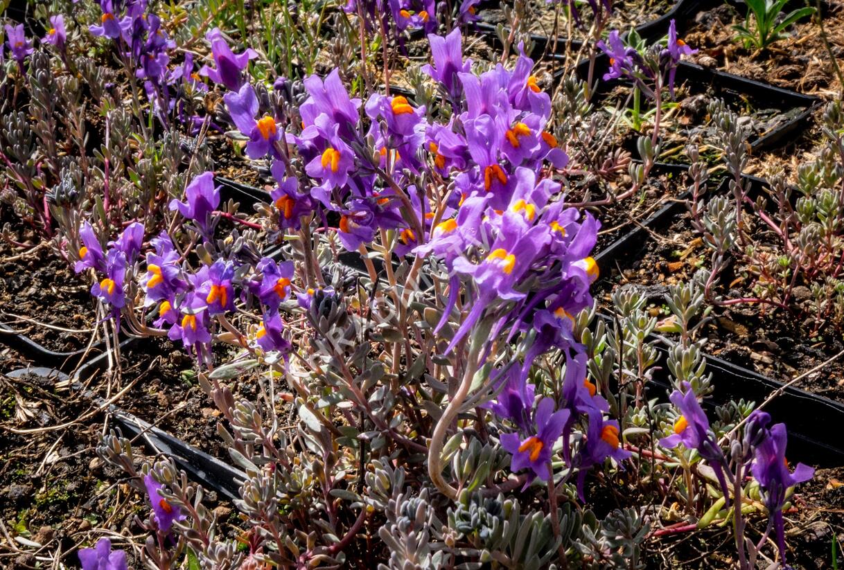 Lnice alpská - Linaria alpina