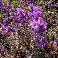 Lnice alpská - Linaria alpina