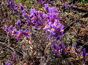 Lnice alpská - Linaria alpina