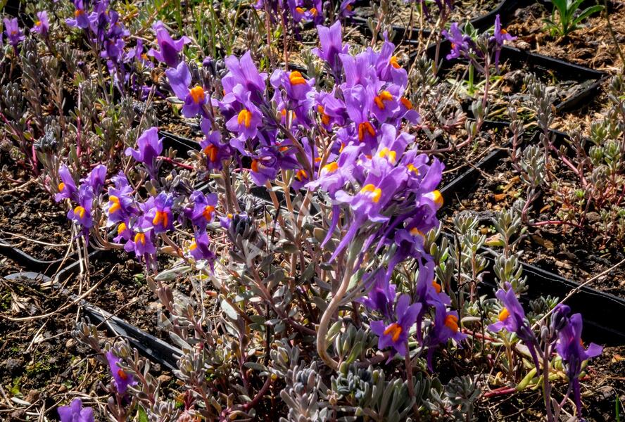 Lnice alpská - Linaria alpina