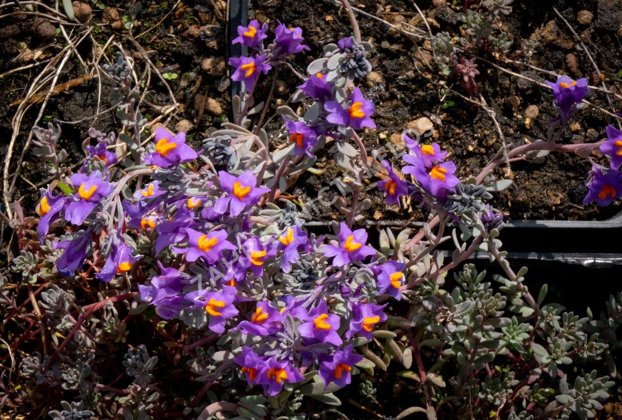 Lnice alpská - Linaria alpina