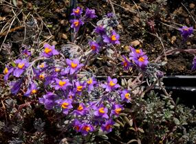 Lnice alpská - Linaria alpina
