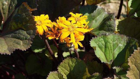 Popelivka zoubkovaná - Ligularia dentata dunkellaubig