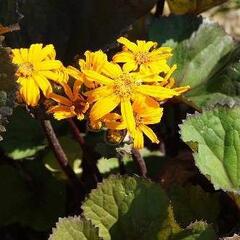 Popelivka zoubkovaná - Ligularia dentata dunkellaubig