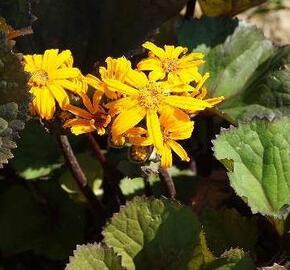 Popelivka zoubkovaná - Ligularia dentata dunkellaubig