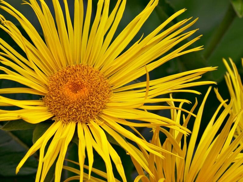 Oman vznešený - Inula magnifica