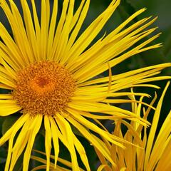 Oman vznešený - Inula magnifica