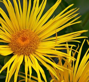 Oman vznešený - Inula magnifica