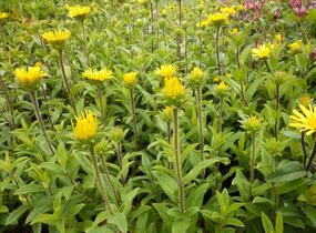 Oman srstnatý - Inula hirta