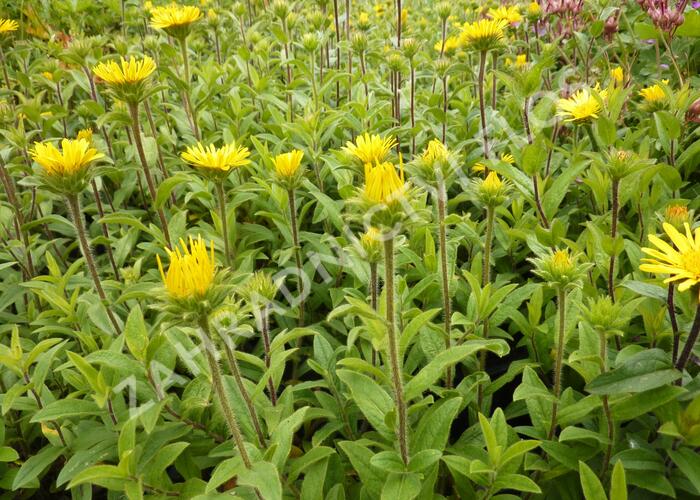 Oman srstnatý - Inula hirta