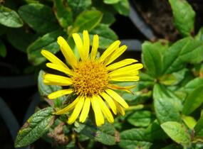 Oman srstnatý - Inula hirta