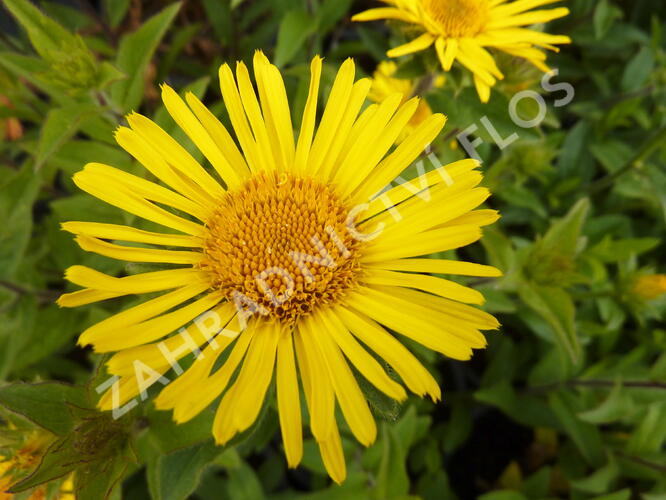 Oman srstnatý - Inula hirta