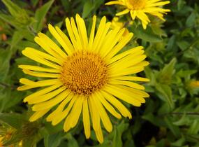 Oman srstnatý - Inula hirta