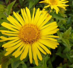 Oman srstnatý - Inula hirta