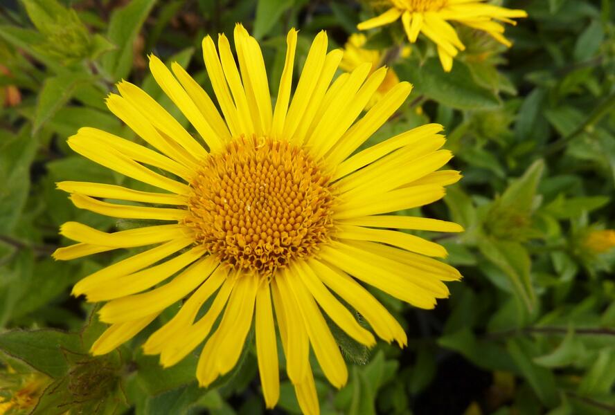 Oman srstnatý - Inula hirta