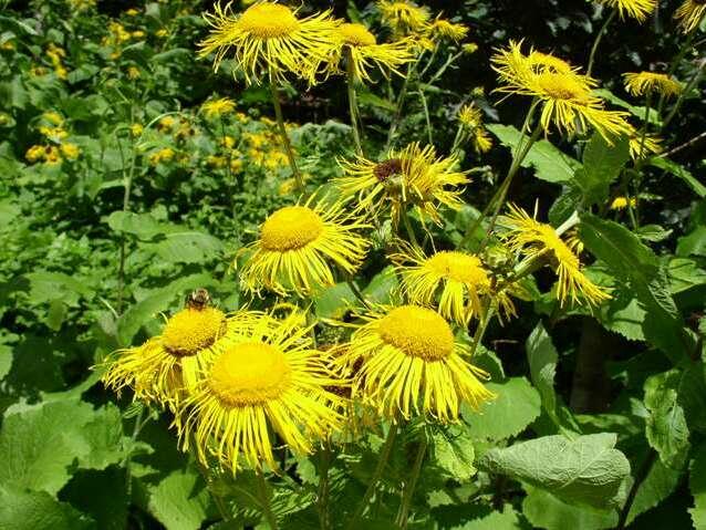 Oman pravý - Inula helenium