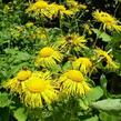 Oman pravý - Inula helenium