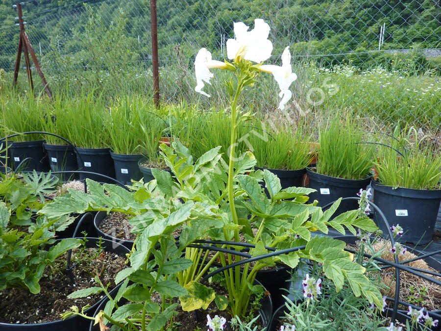 Dvojostnice 'Alba' - Incarvillea delavayi 'Alba'