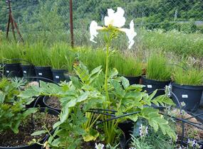 Dvojostnice 'Alba' - Incarvillea delavayi 'Alba'