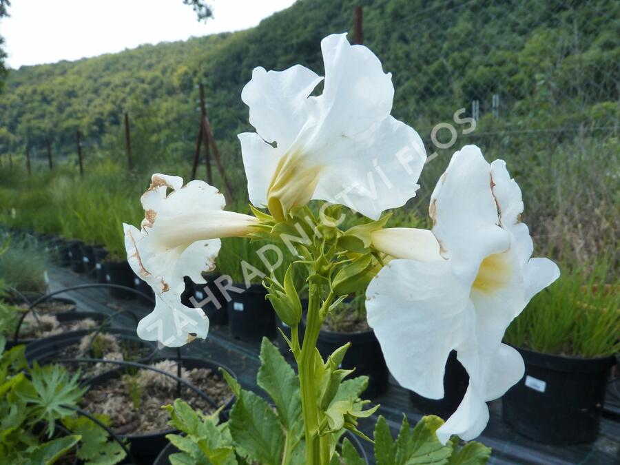 Dvojostnice 'Alba' - Incarvillea delavayi 'Alba'