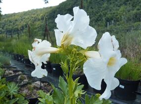 Dvojostnice 'Alba' - Incarvillea delavayi 'Alba'