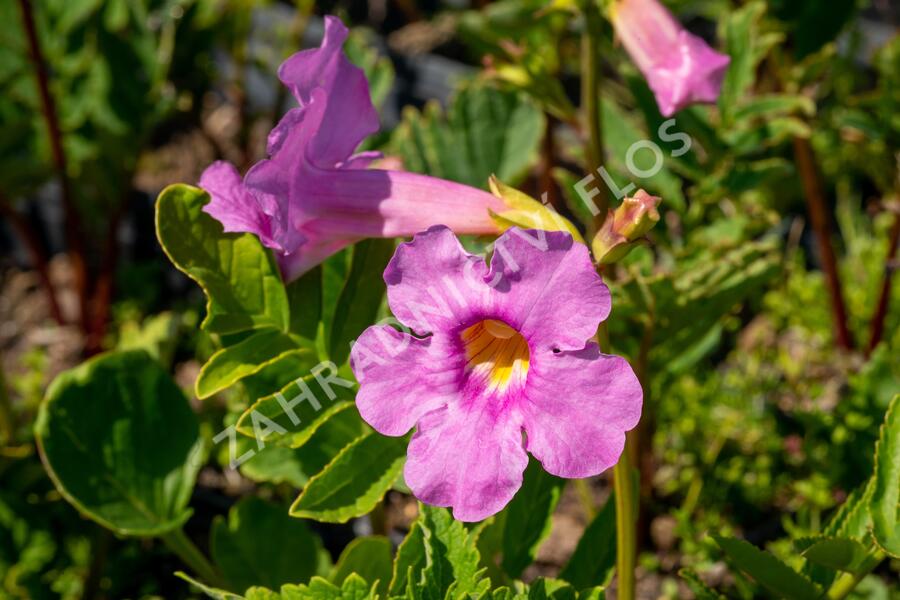 Dvojostnice - Incarvillea delavayi