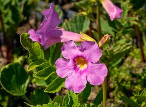 Dvojostnice - Incarvillea delavayi