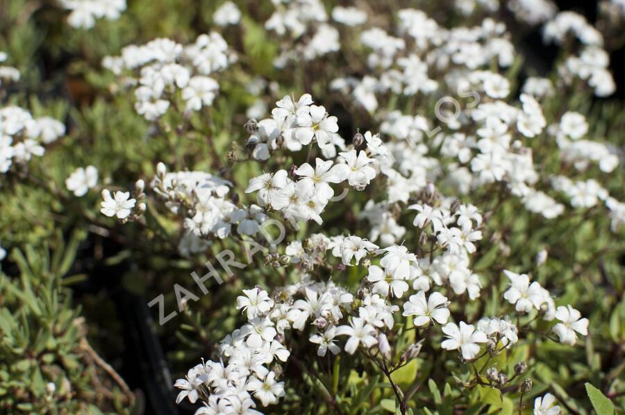 Šater plazivý - Gypsophila repens