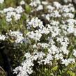 Šater plazivý - Gypsophila repens