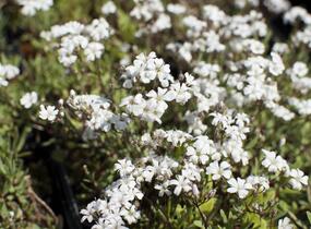 Šater plazivý - Gypsophila repens