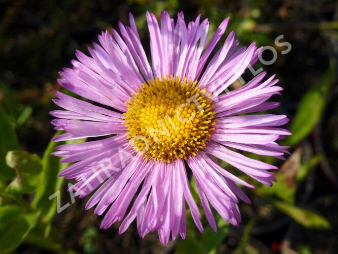 Turan nádherný 'Rosa Juwel' - Erigeron speciosus 'Rosa Juwel'