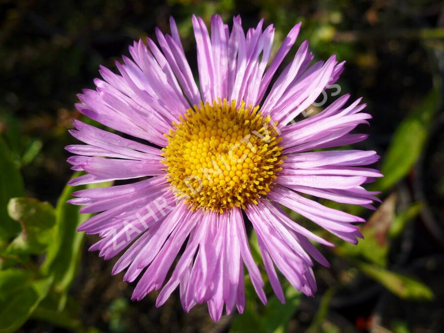 Turan nádherný 'Rosa Juwel' - Erigeron speciosus 'Rosa Juwel'
