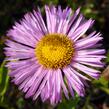 Turan nádherný 'Rosa Juwel' - Erigeron speciosus 'Rosa Juwel'