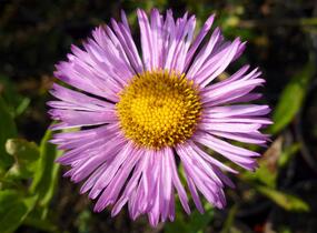 Turan nádherný 'Rosa Juwel' - Erigeron speciosus 'Rosa Juwel'