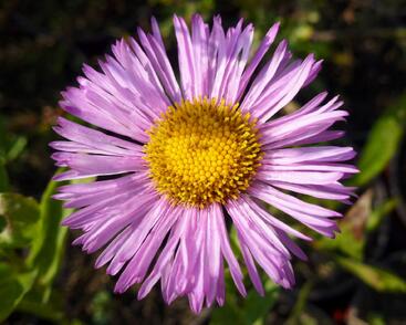 Turan nádherný 'Rosa Juwel'