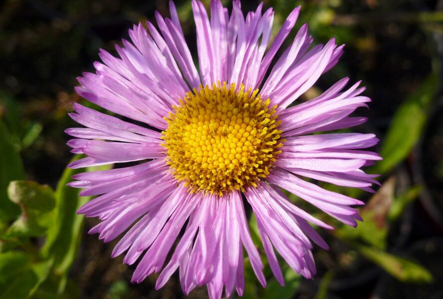 Turan nádherný 'Rosa Juwel' - Erigeron speciosus 'Rosa Juwel'