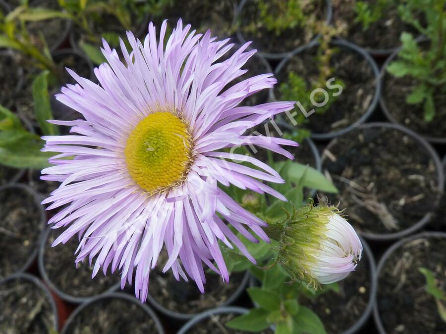 Turan nádherný 'Rosa Juwel' - Erigeron speciosus 'Rosa Juwel'