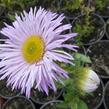 Turan nádherný 'Rosa Juwel' - Erigeron speciosus 'Rosa Juwel'