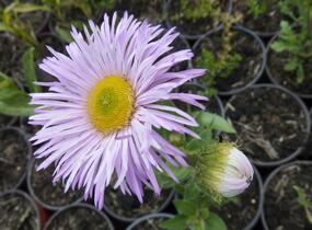 Turan nádherný 'Rosa Juwel' - Erigeron speciosus 'Rosa Juwel'