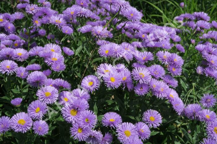 Turan nádherný 'Azurfee' - Erigeron speciosus 'Azurfee'