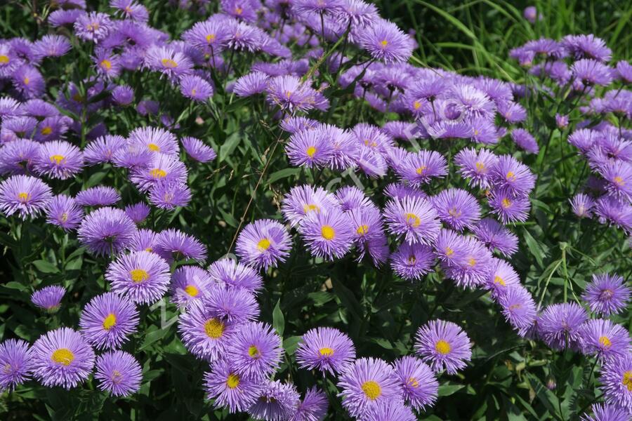 Turan nádherný 'Azurfee' - Erigeron speciosus 'Azurfee'