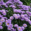 Turan nádherný 'Azurfee' - Erigeron speciosus 'Azurfee'