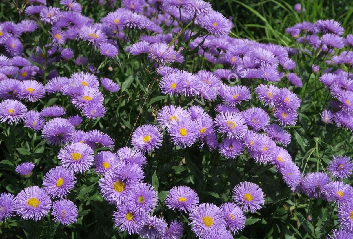 Turan nádherný 'Azurfee' - Erigeron speciosus 'Azurfee'