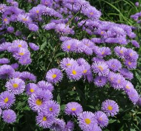 Turan nádherný 'Azurfee' - Erigeron speciosus 'Azurfee'