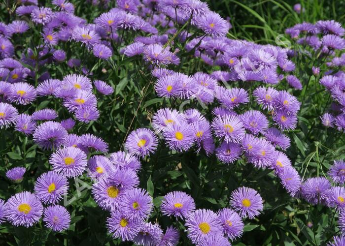 Turan nádherný 'Azurfee' - Erigeron speciosus 'Azurfee'