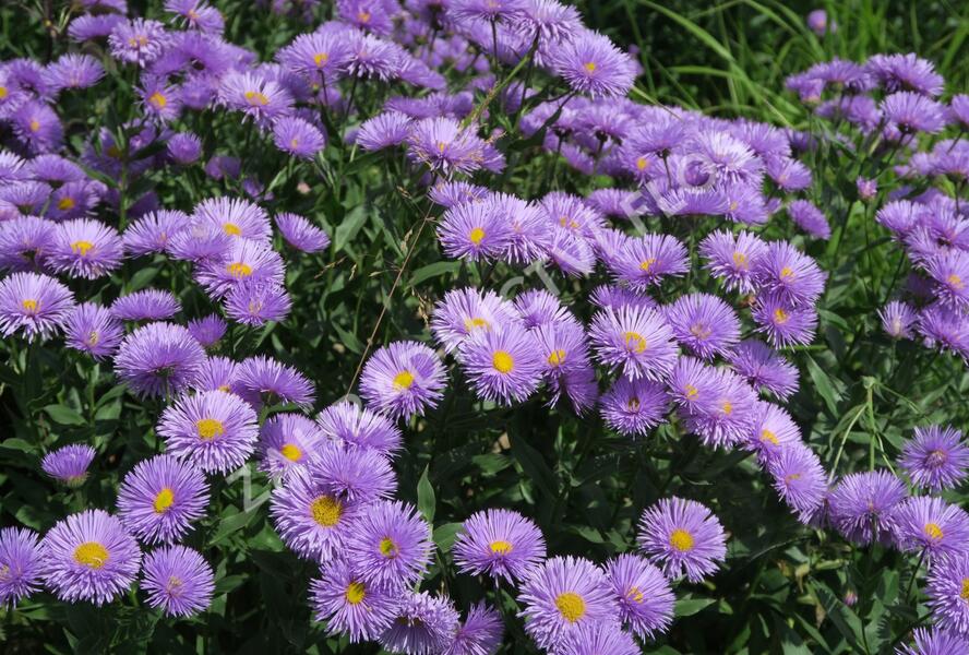 Turan nádherný 'Azurfee' - Erigeron speciosus 'Azurfee'