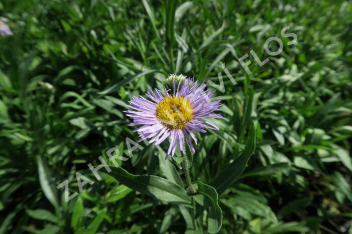 Turan nádherný 'Grandiflorus' - Erigeron speciosus 'Grandiflorus'